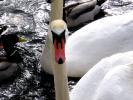 Swan 3