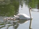 Swan 6