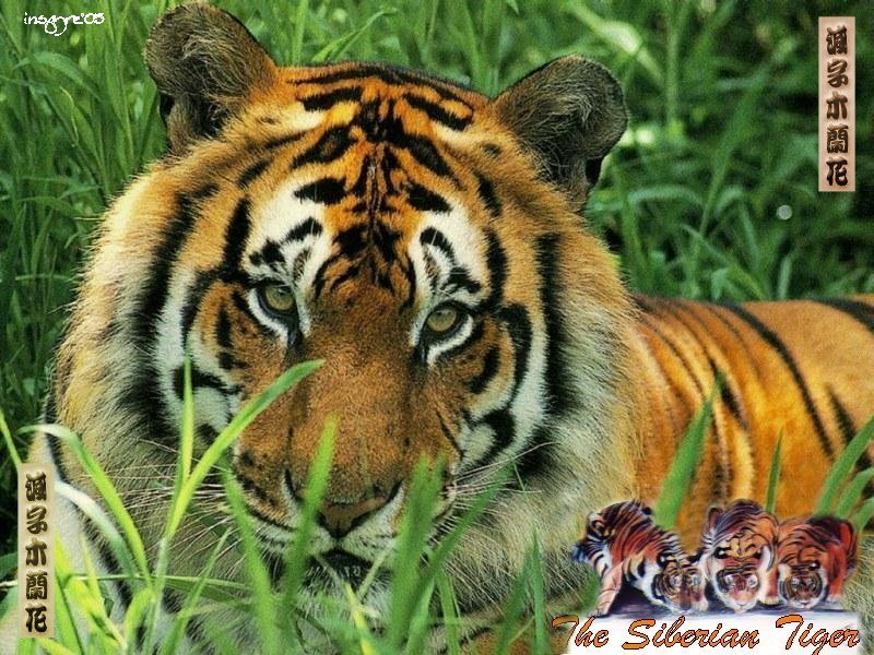 Tiger wallpaper 13 tiger wallpaper. Tiger wallpaper 13