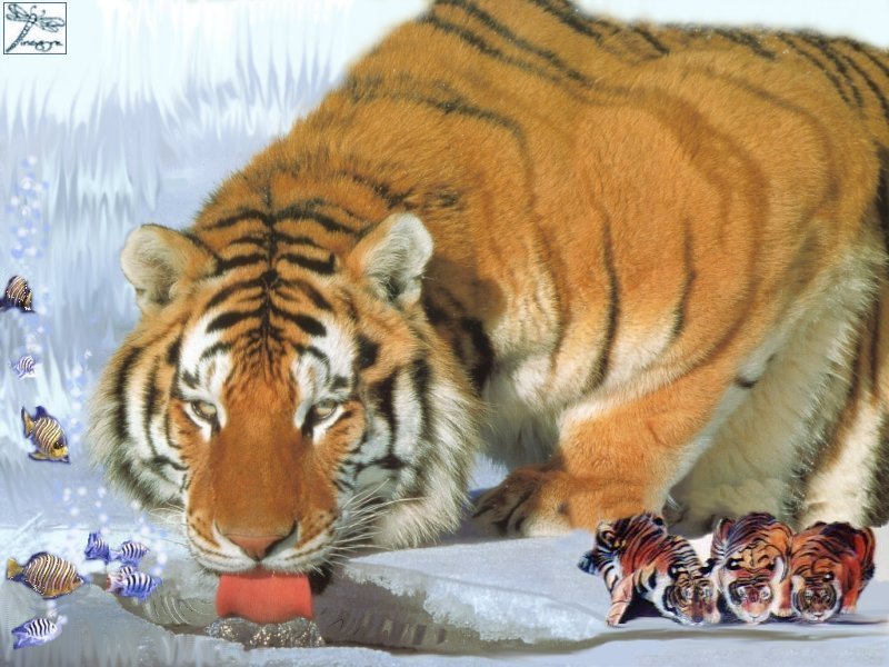 tiger wallpaper. Tiger wallpaper 14