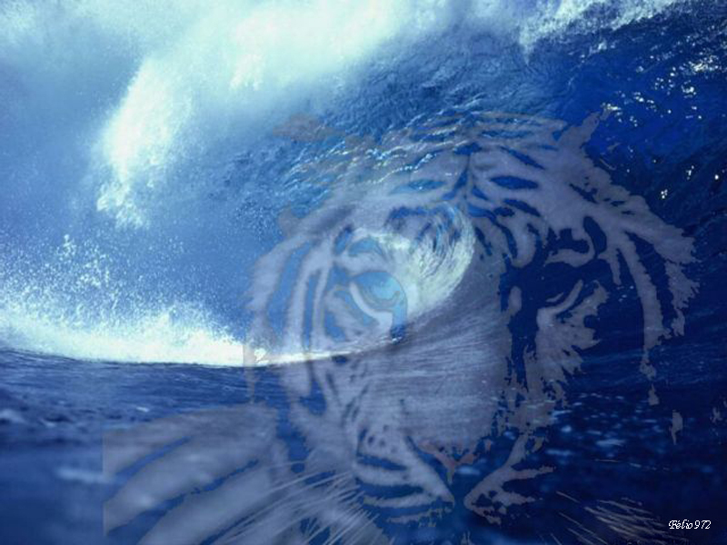 wallpapers tiger. Tiger wallpaper 15