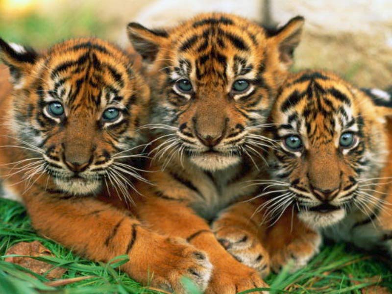 Tiger wallpaper 16 tiger wallpaper. Tiger wallpaper 16