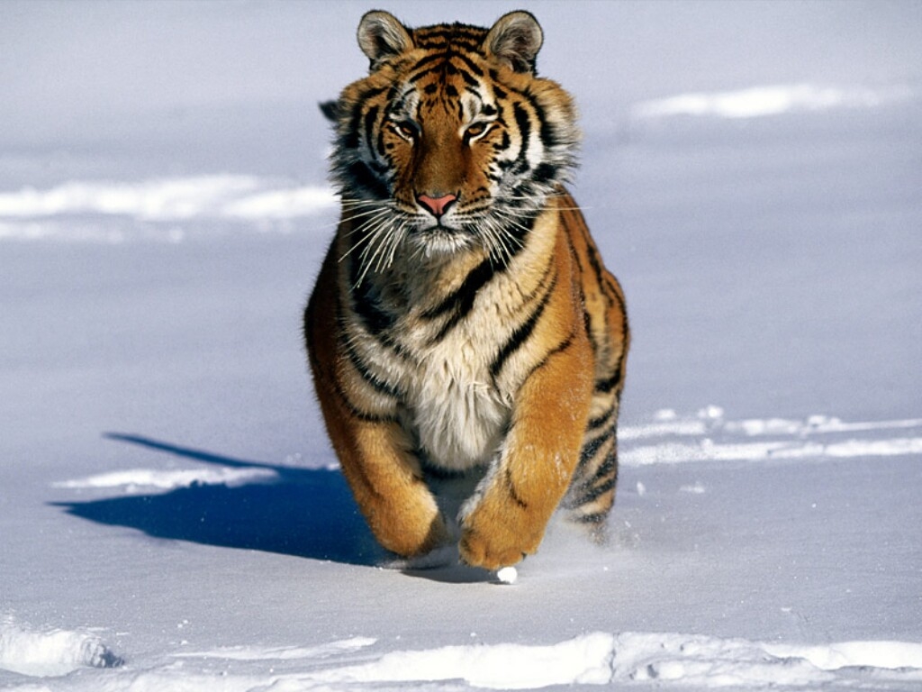 Tiger 2