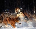 Tiger 7