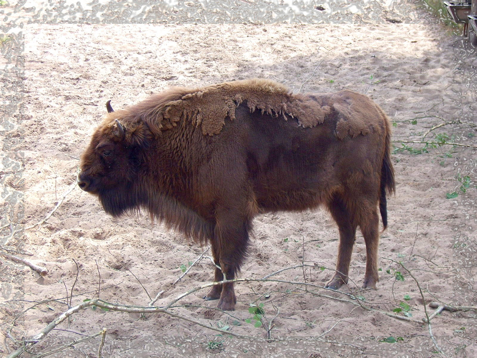 Wisent 1