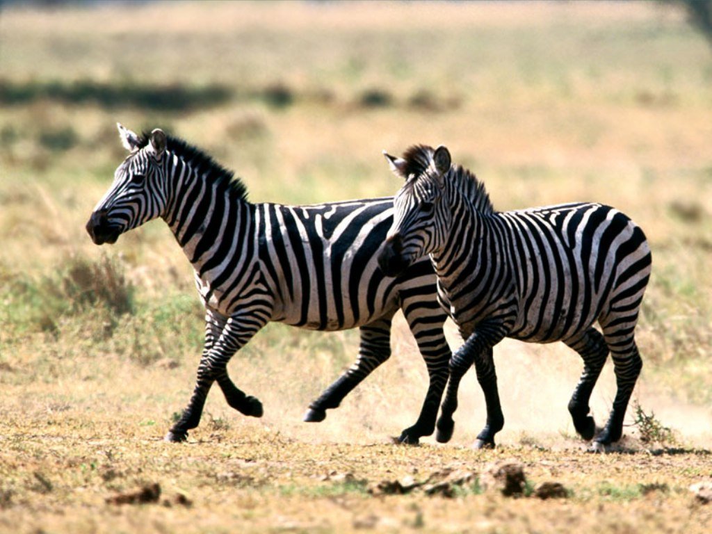 Zebra 1