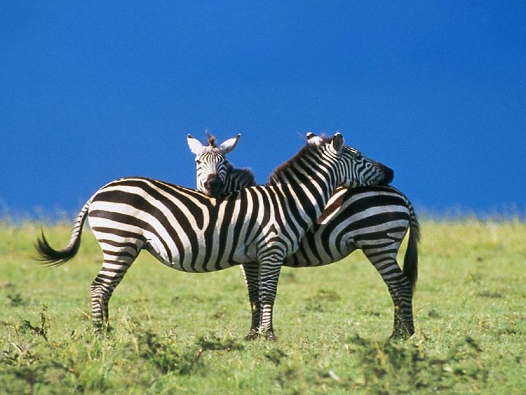 Zebra 3