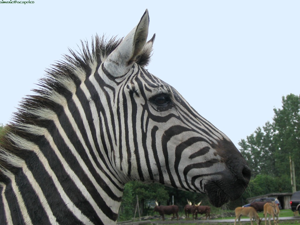 Zebra 4