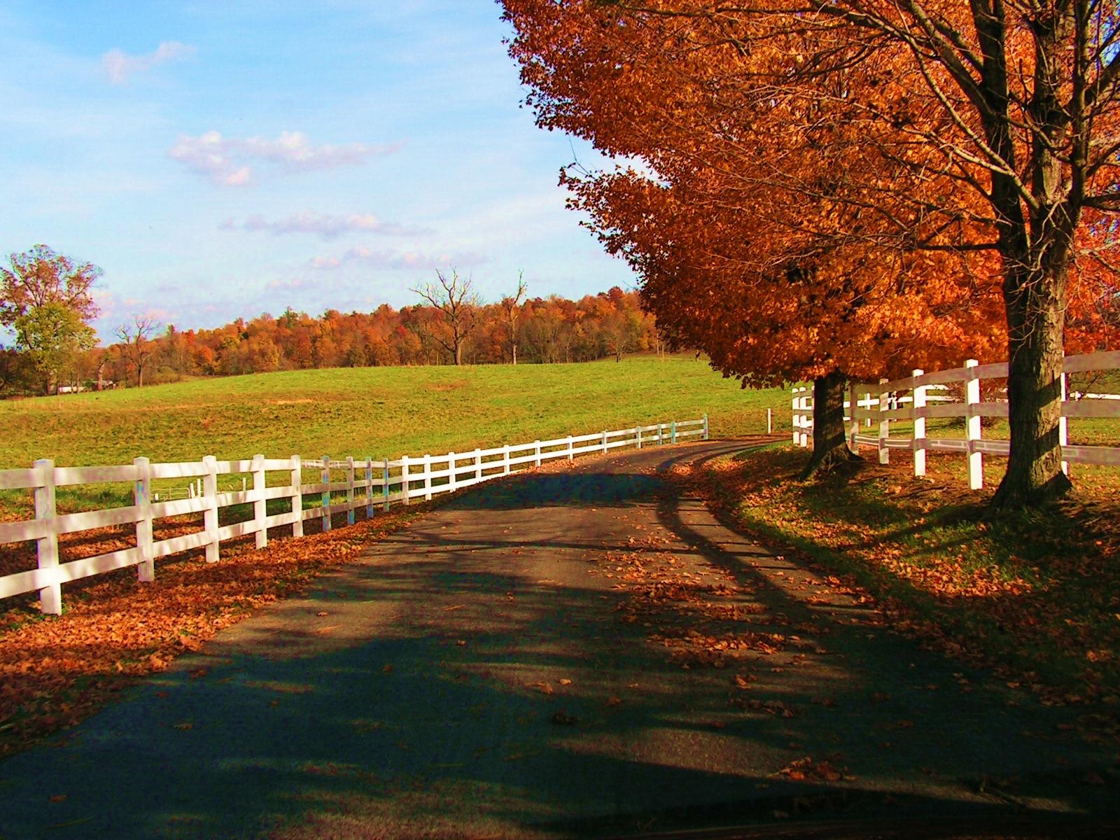 Autumn scene 4