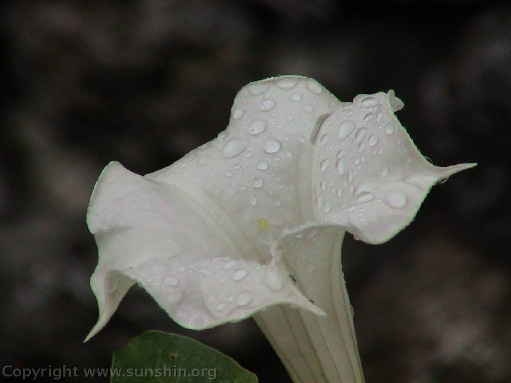 Flower 109