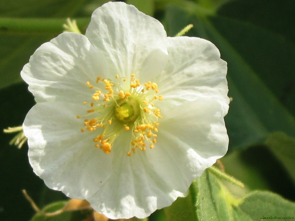 Flower 135