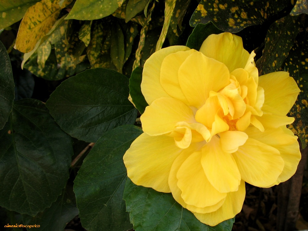 Flower 194