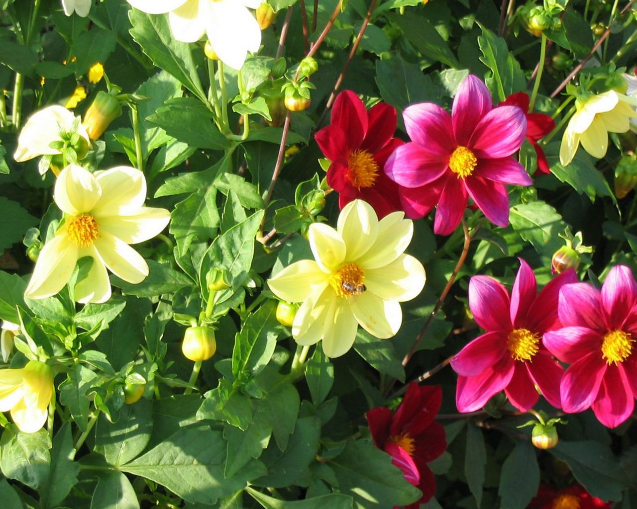 Flower 21