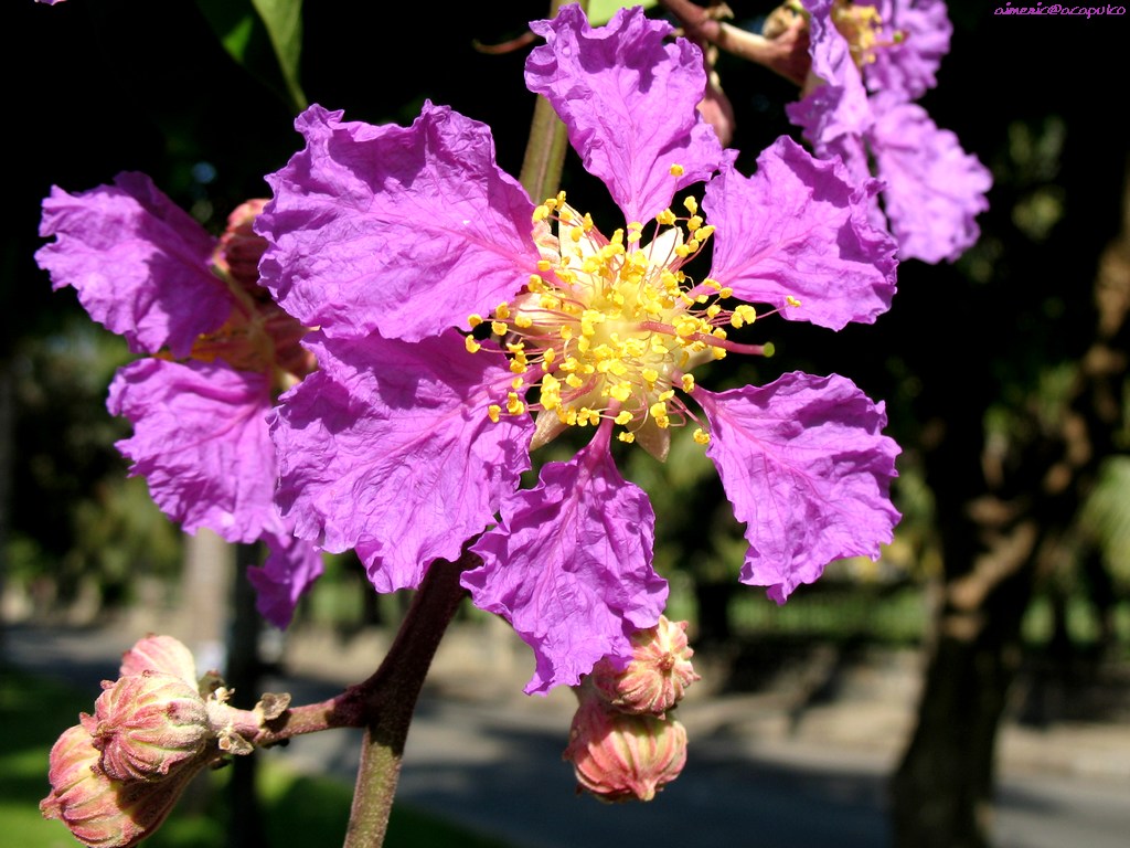 Flower 231