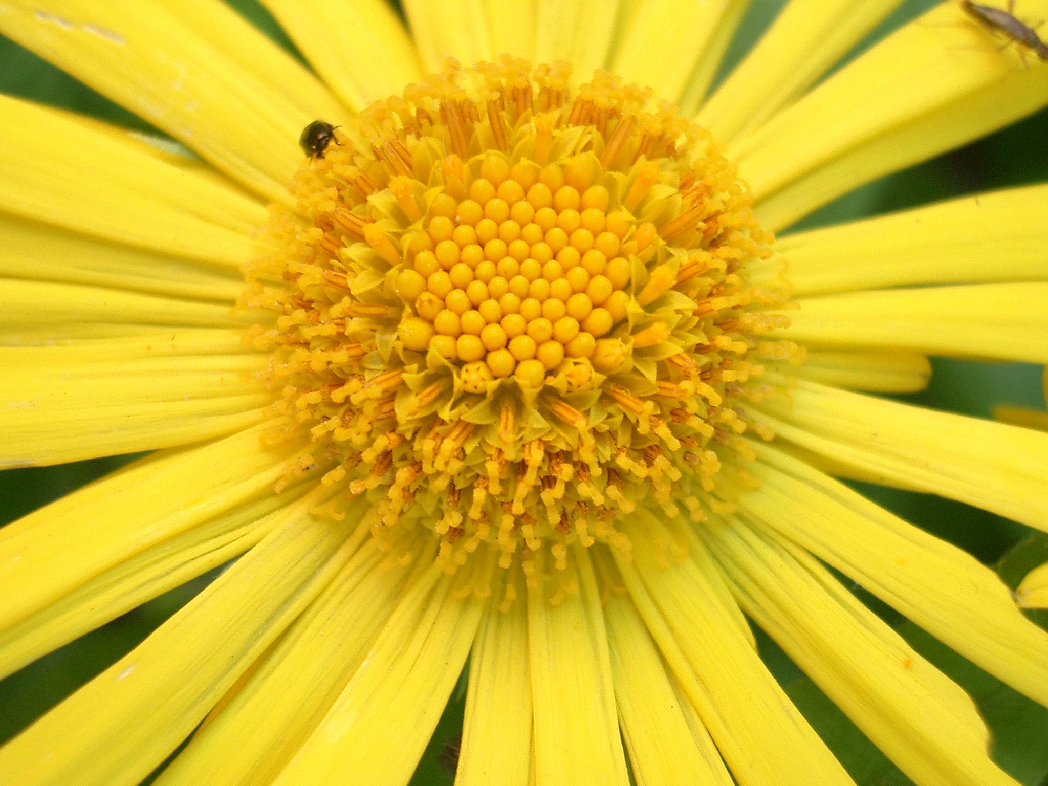Flower 24