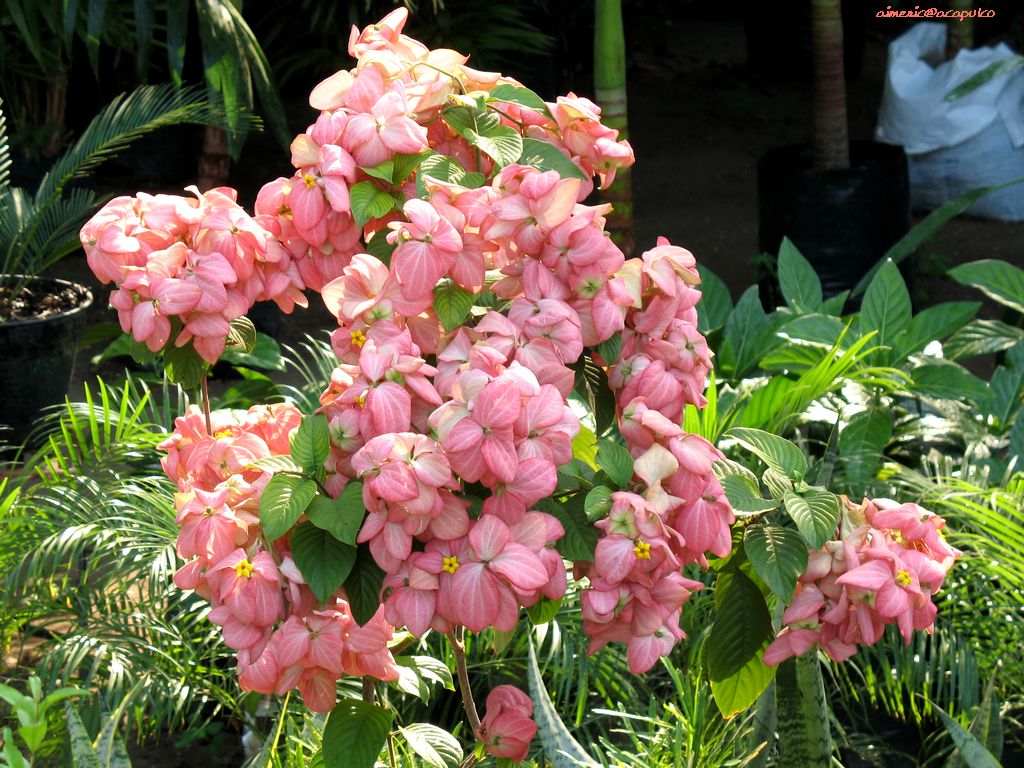 Flower 250
