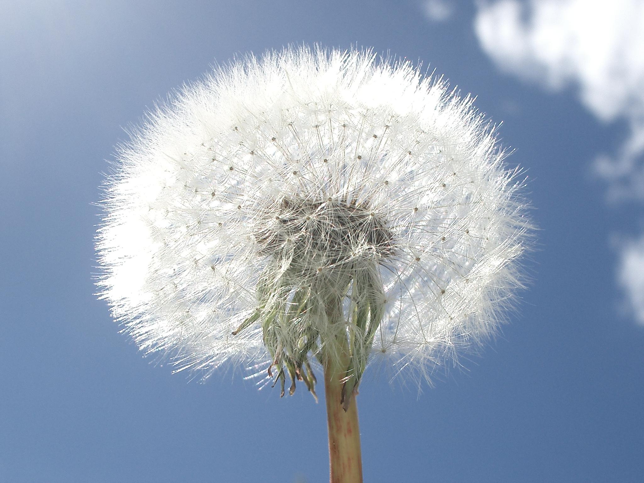 Flower 26