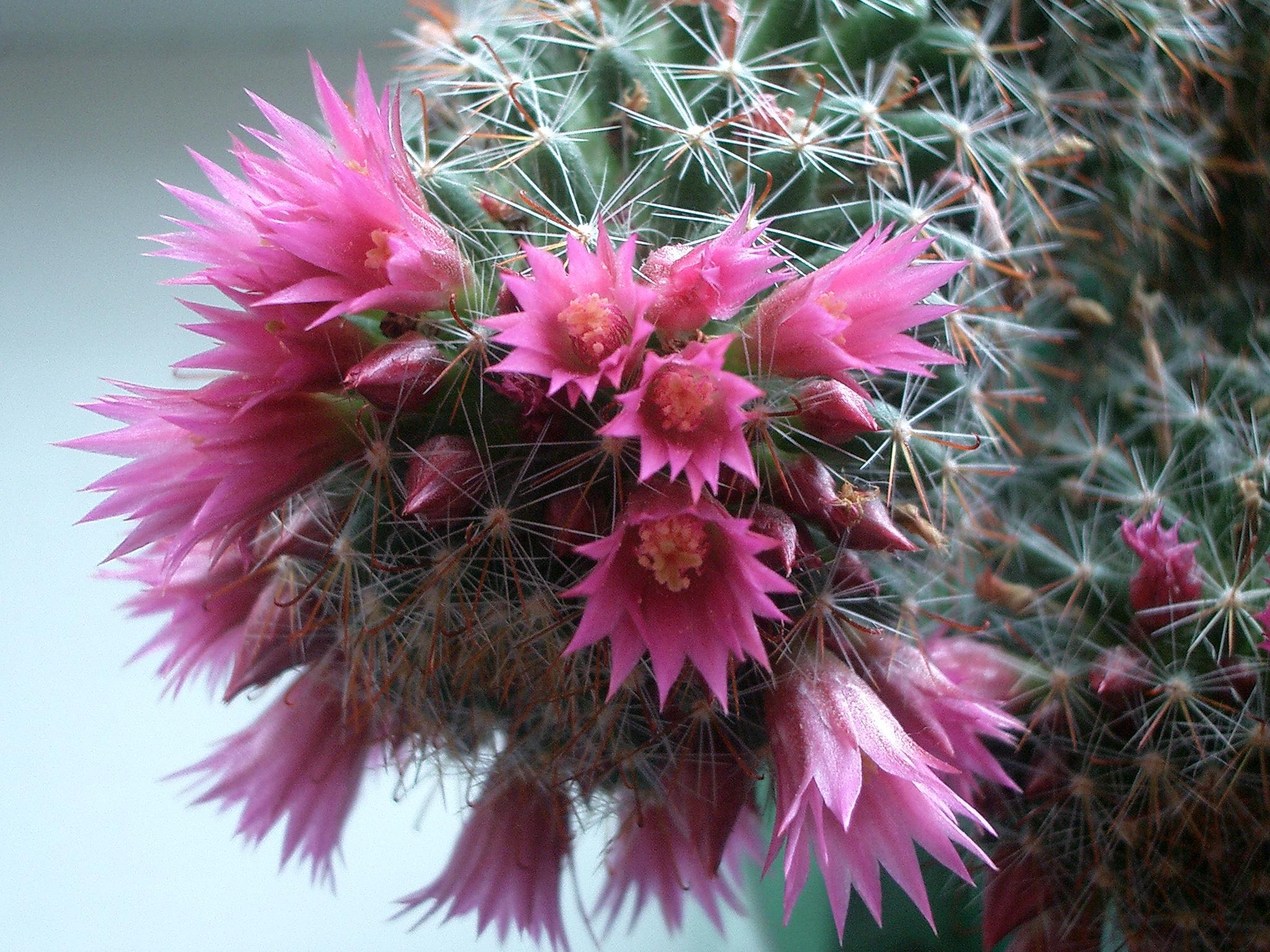 Flower 27