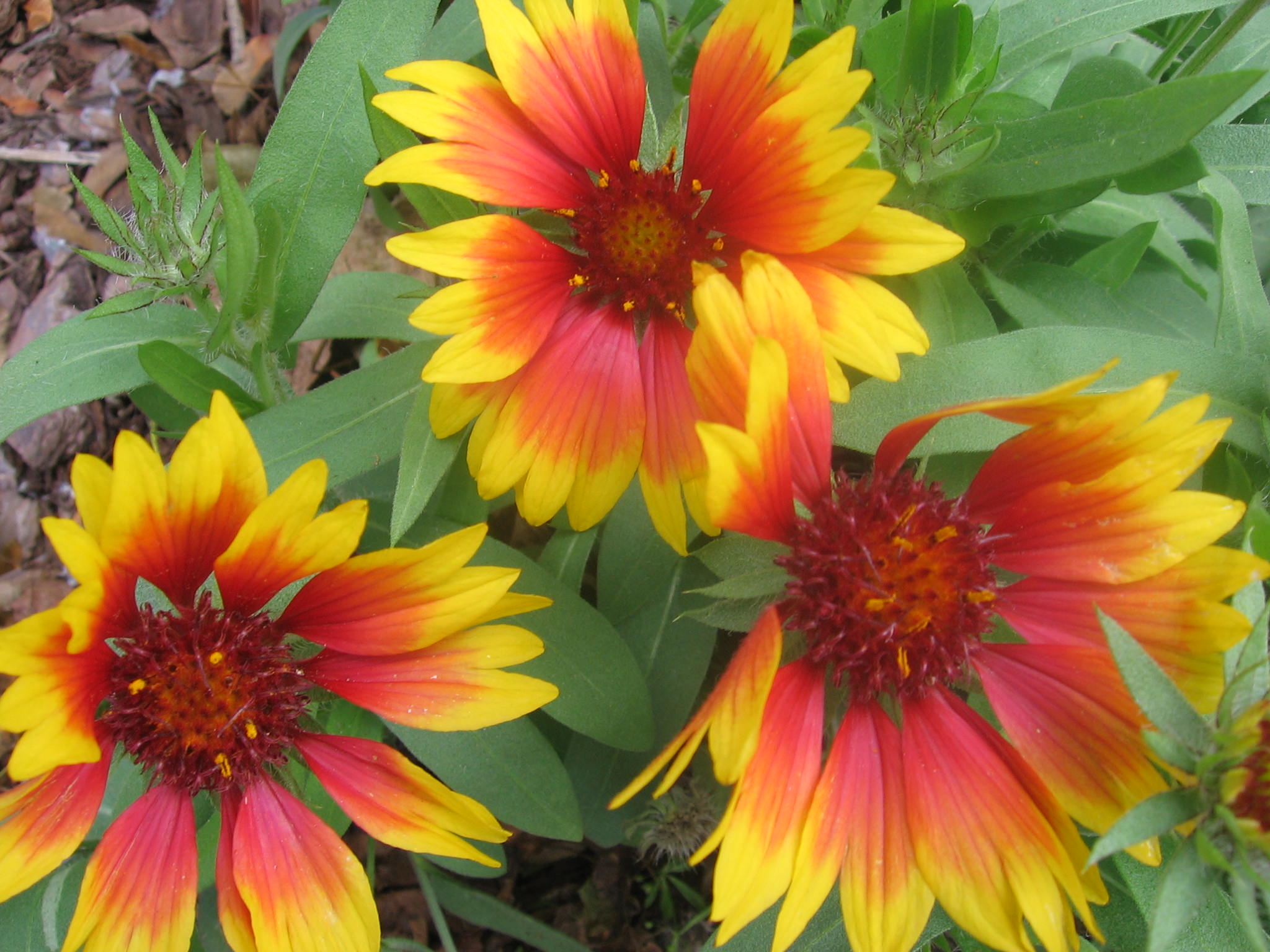 Flower 365