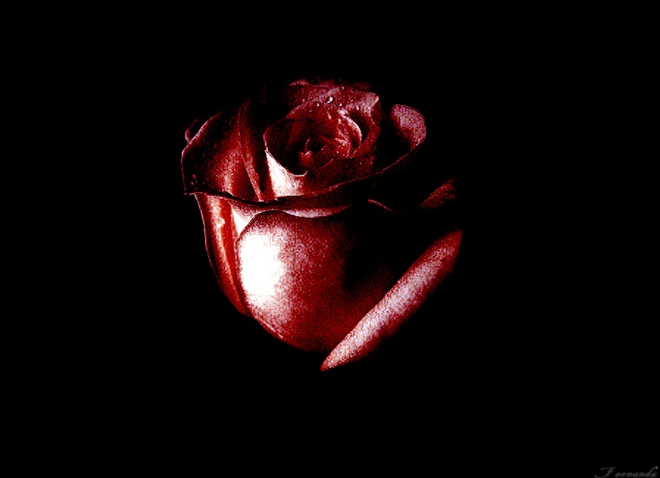 Flower wallpaper 398 flower wallpapers. Flower wallpaper 398