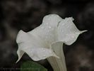 Flower 109