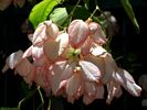 Flower 113