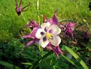 Flower 123