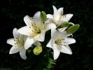Flower 128