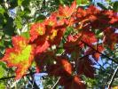Flower 148