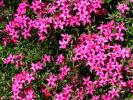Flower 166