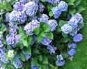 Flower 17