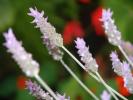 Flower 177