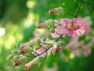 Flower 204
