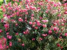 Flower 207