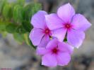 Flower 209