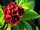 Flower 210
