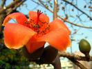 Flower 229