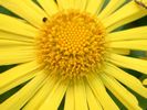 Flower 24