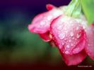 Flower 251