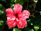 Flower 255