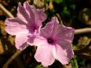 Flower 261