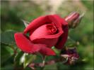 Flower 273