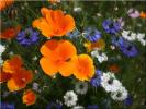 Flower 280