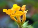 Flower 284
