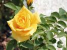 Flower 313