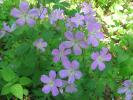 Flower 326