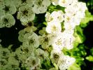 Flower 343