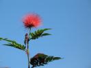 Flower 380