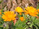 Flower 394