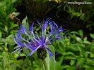 Flower 43